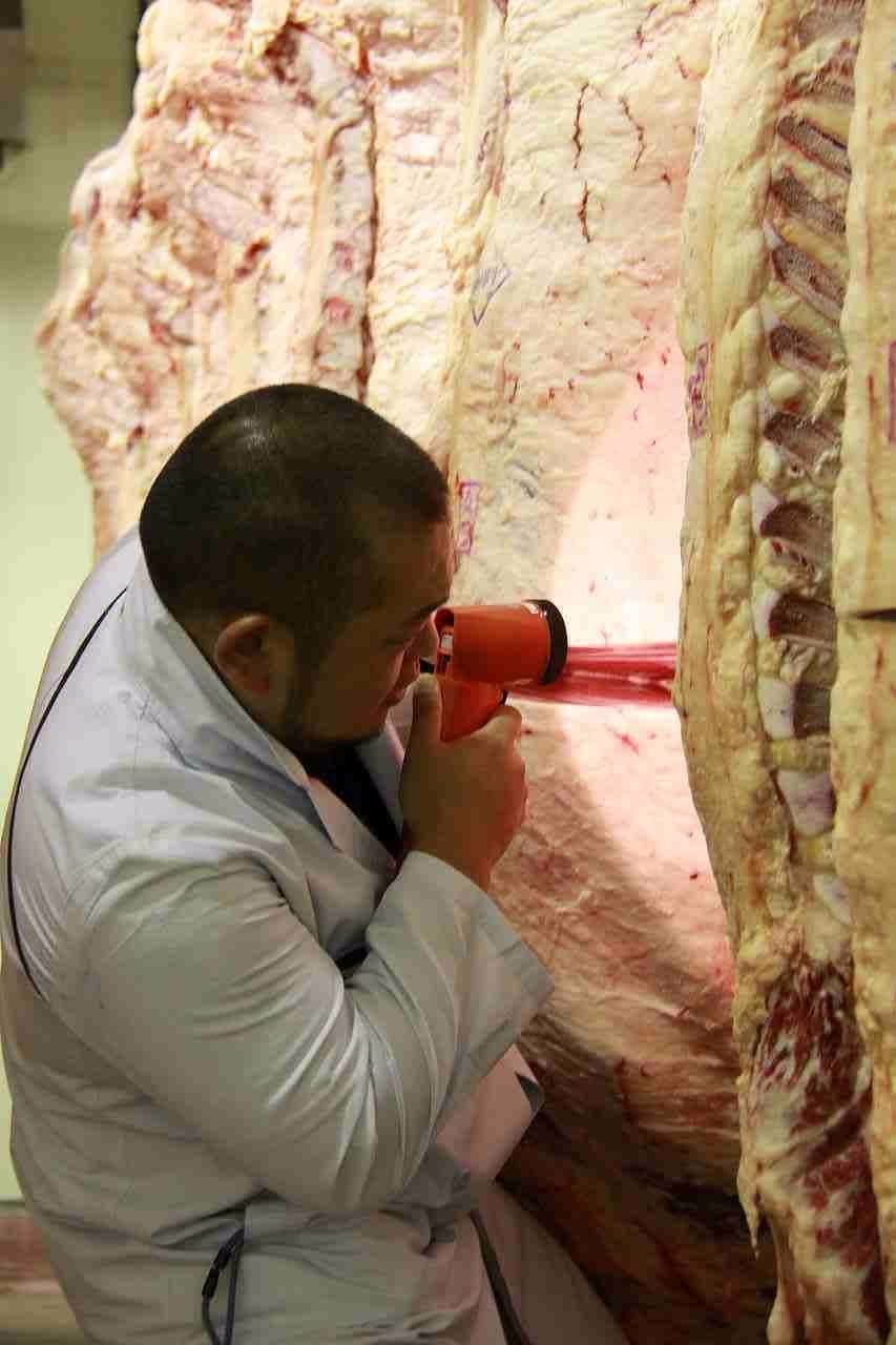 岩野精肉店の牛一頭買い目利きの様子